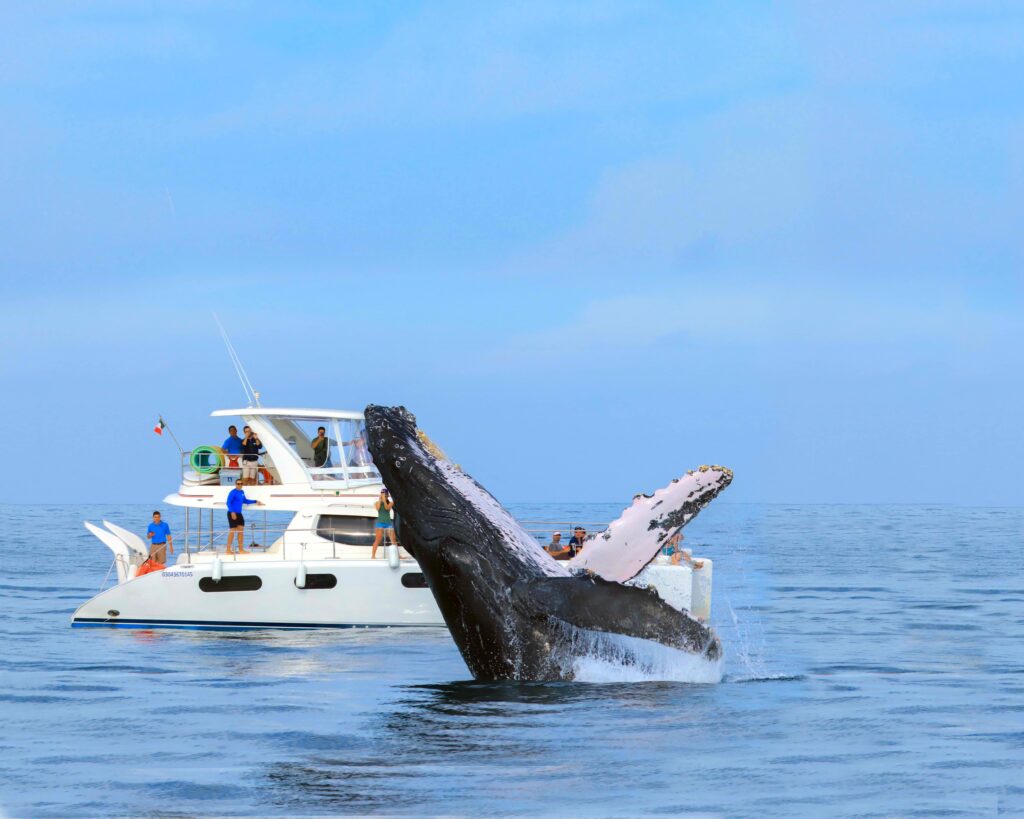 LUXURY WHALE WATCHING 30_limpia-extended