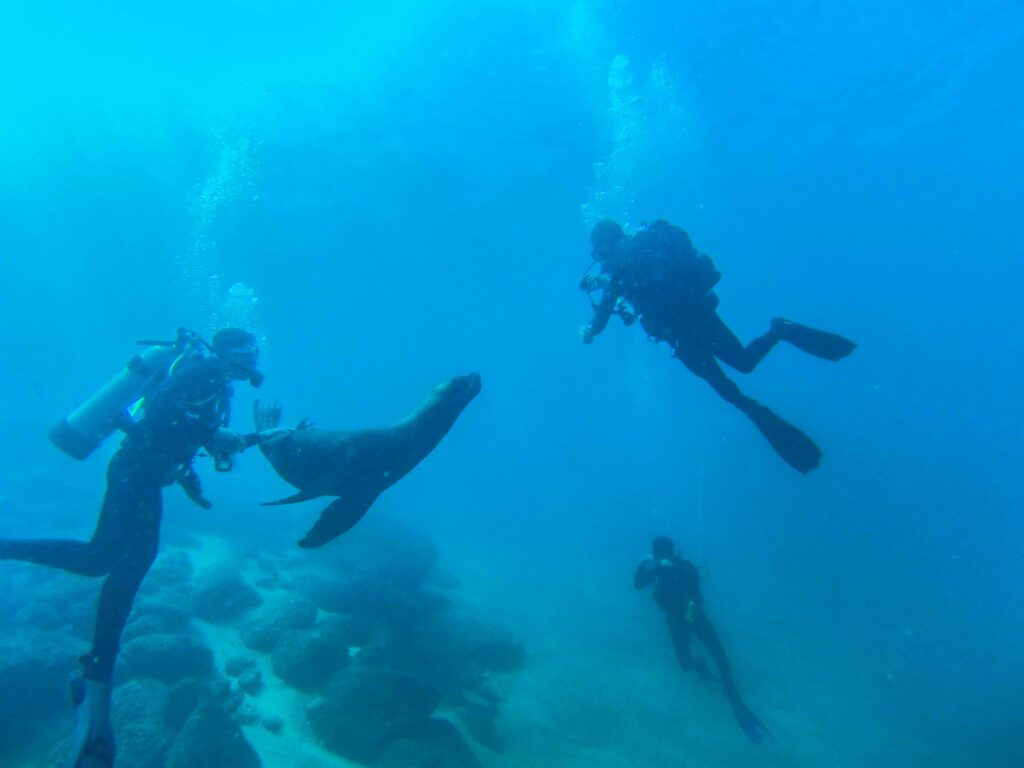 SCUBA DIVING SEA LION_V_5