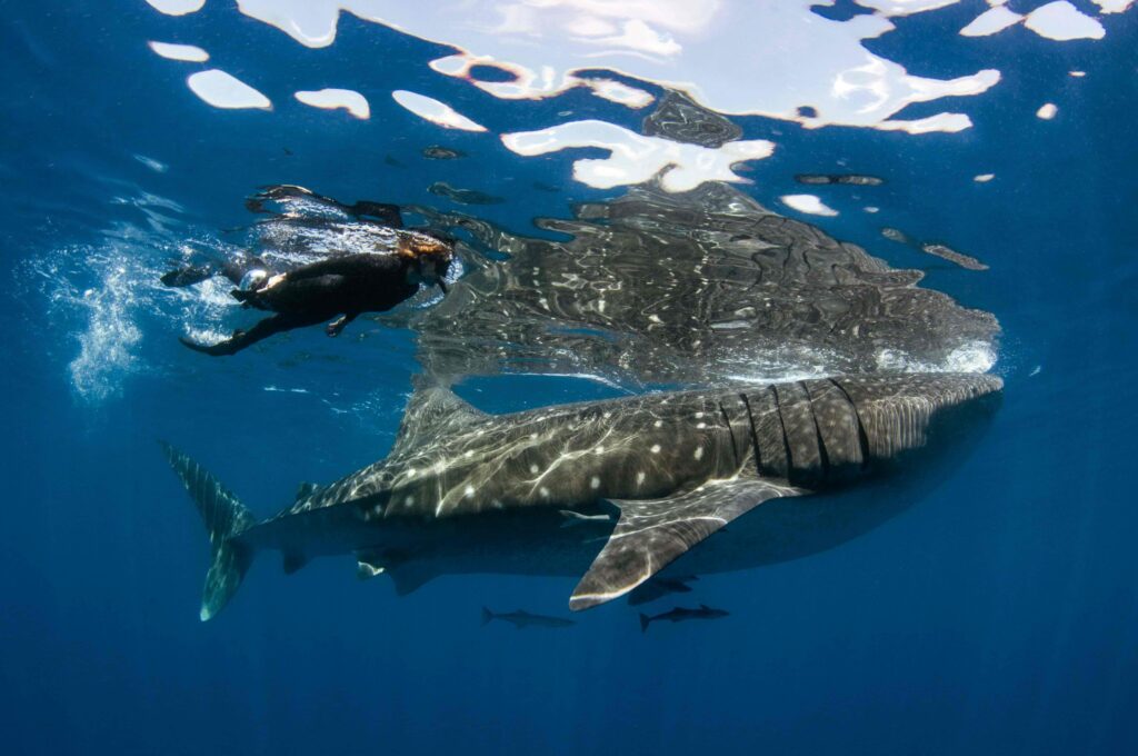 WHALE SHARK1