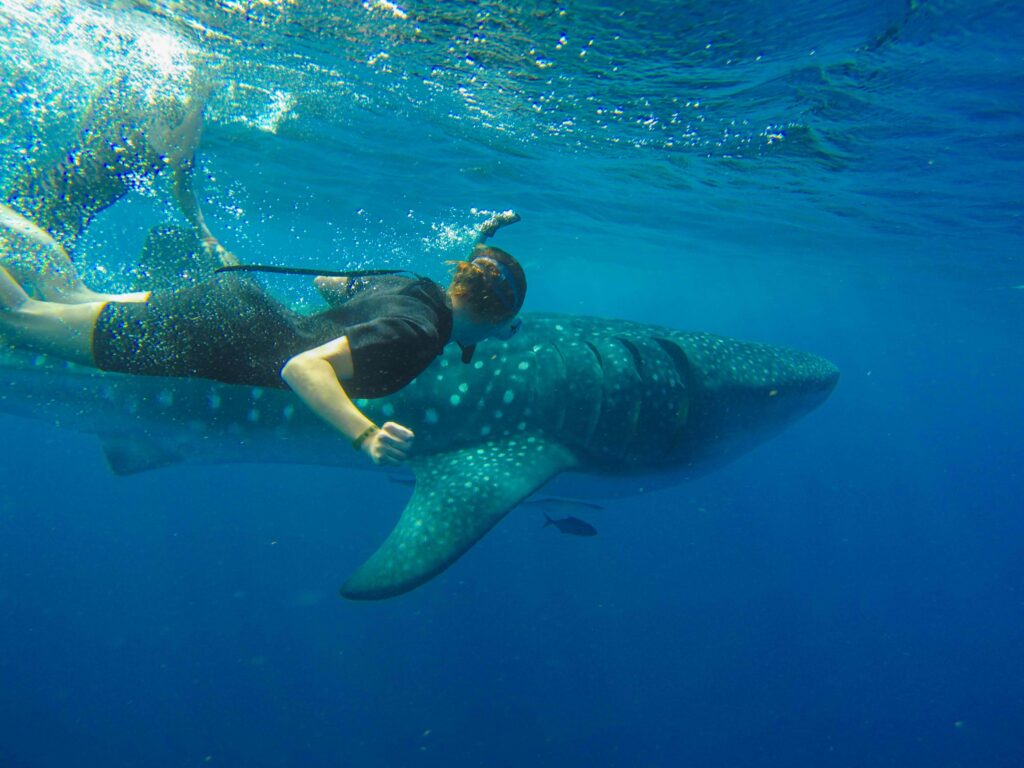 WHALE SHARK1