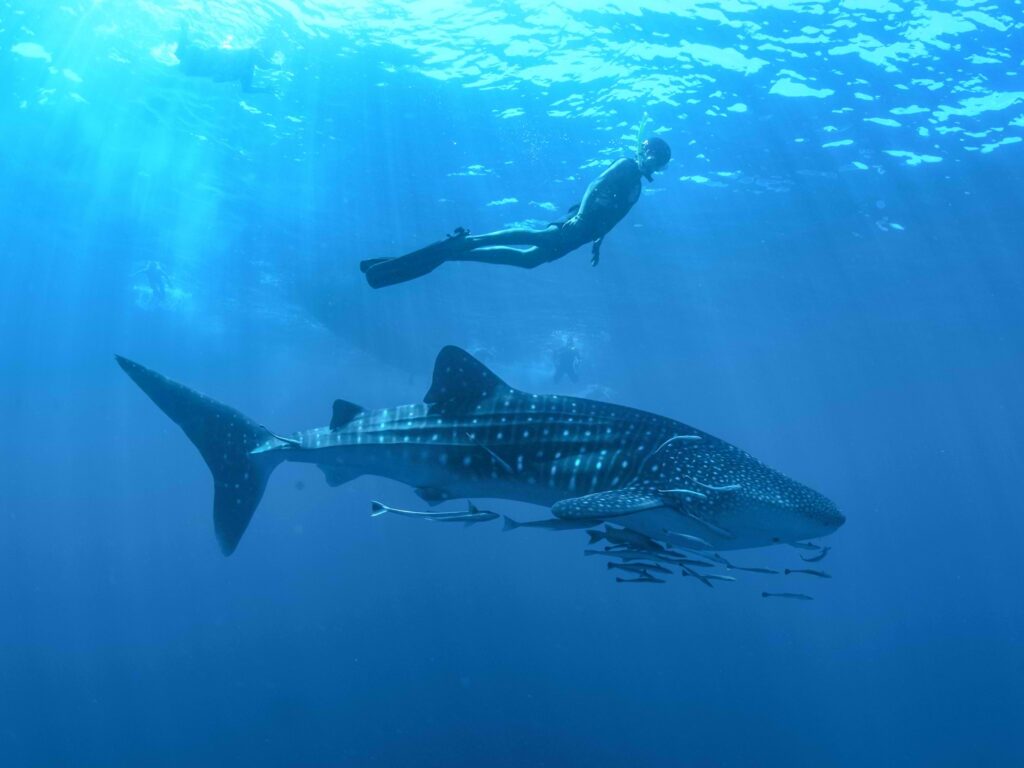 WHALE SHARK15