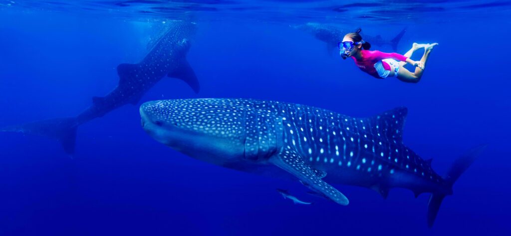 WHALE SHARK22