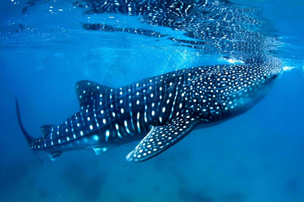 WHALE SHARK26