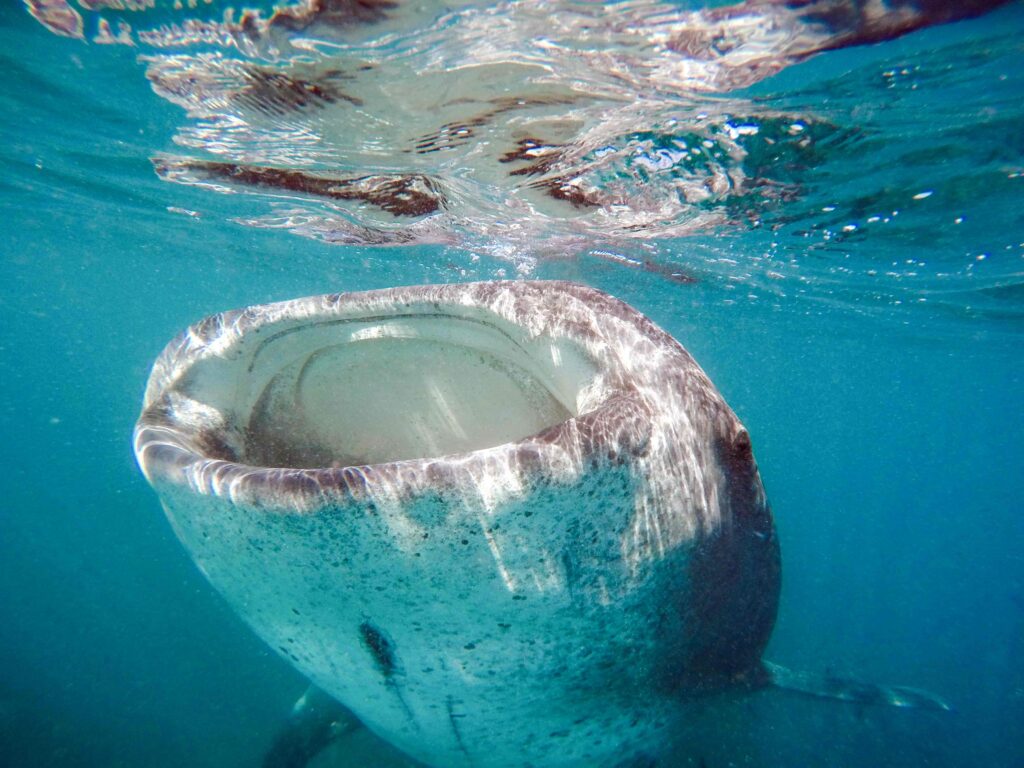 WHALE SHARK51